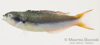 : Thalassoma amblycephalum