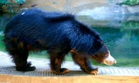 : Melursus ursinus; Sloth Bear