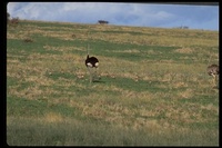 : Struthio camelus molybdophanes; Somali Ostrich