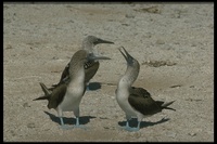 : Sula nebouxii; Blue-footed Booby