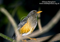 : Turdus abyssinicus; Mountain Thrush
