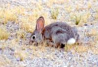 : Sylvilagus audubonii; Desert Cottontail