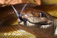 : Apodora papuana; Papuan Olive Python