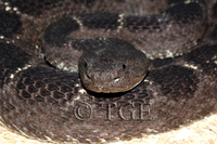 : Crotalus (viridis) cerberus; Arizona Black Rattlesnake