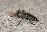 : Cyrtopogon evidens; Robberfly