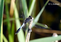 : Leucorrhinia caudalis; Bulbous White-faced Darter
