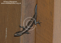 : Emoia caeruleocauda; Pacific Blue-tailed Skink