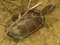 : Kinosternon sonoriense; Sonoran Mud Turtle