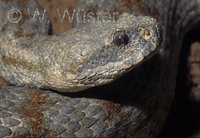 : Macrovipera lebetina; Levantine Viper