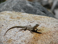 : Microlophus tigris female