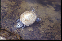 : Podocnemis unifilis; Yellow-spotted River Turtle