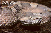 : Porthidium lansbergii rozei; Lansberg's Hognosed Pitviper