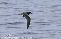 Figs.  4-5. Gould's Petrel Pterodroma leucoptera.