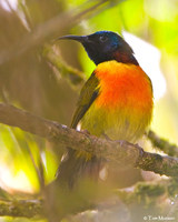 Green-tailed Sunbird