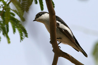 Semi collard Flycatcher