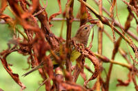 Chestnut Bunting 栗鵐