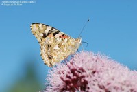 Tidselsommerfugl (Cynthia cardui ) Foto/billede af