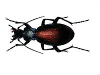 Carabus hispanus