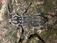 Xylotrechus rusticus var. uniformis