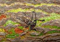 Steirastoma histrionicum