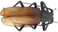 Macrotoma pascoei pascoei