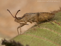 Ceraleptus lividus