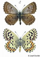 Scolitantides orion - Chequered Blue