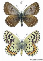 Scolitantides orion - Chequered Blue