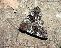 Crypsedra gemmea - The Cameo