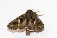 Trachea atriplicis - Orache Moth