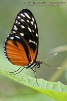 Heliconius hecale