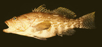 Paralabrax dewegeri, Vieja: fisheries