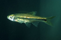 Rasbora hubbsi, :