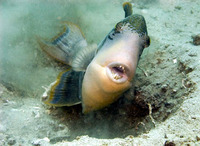 Pseudobalistes flavimarginatus, Yellowmargin triggerfish: fisheries