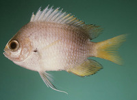 Chromis struhsakeri, Struhsaker's chromis: