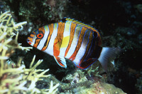 Choerodon fasciatus, Harlequin tuskfish: fisheries, aquarium