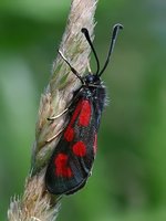 Zygaena loti - Slender Scotch Burnet