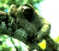 Image of: Bradypus variegatus (brown-throated three-toed sloth)