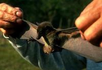 Image of: Eonycteris spelaea (lesser dawn bat)