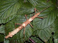 Lamponius guerini