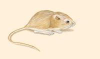 Image of: Microdipodops pallidus (pale kangaroo mouse)
