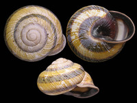 Caucasotachea atrolabiata