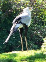 Sagittarius serpentarius - Secretarybird