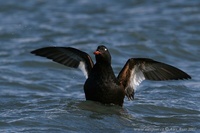 Melanitta fusca - Velvet Scoter