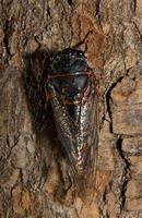 Image of: Okanagana rimosa