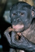 Pan paniscus - Pygmy Chimpanzee