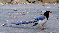 Image of: Urocissa erythrorhyncha (red-billed blue magpie)