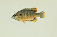 Image of: Lepomis cyanellus (green sunfish)