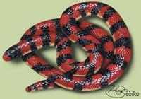 Image of: Anilius scytale (false coral snake)