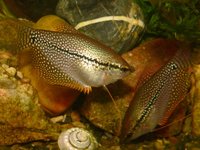 Trichogaster leerii - Diamond Gourami